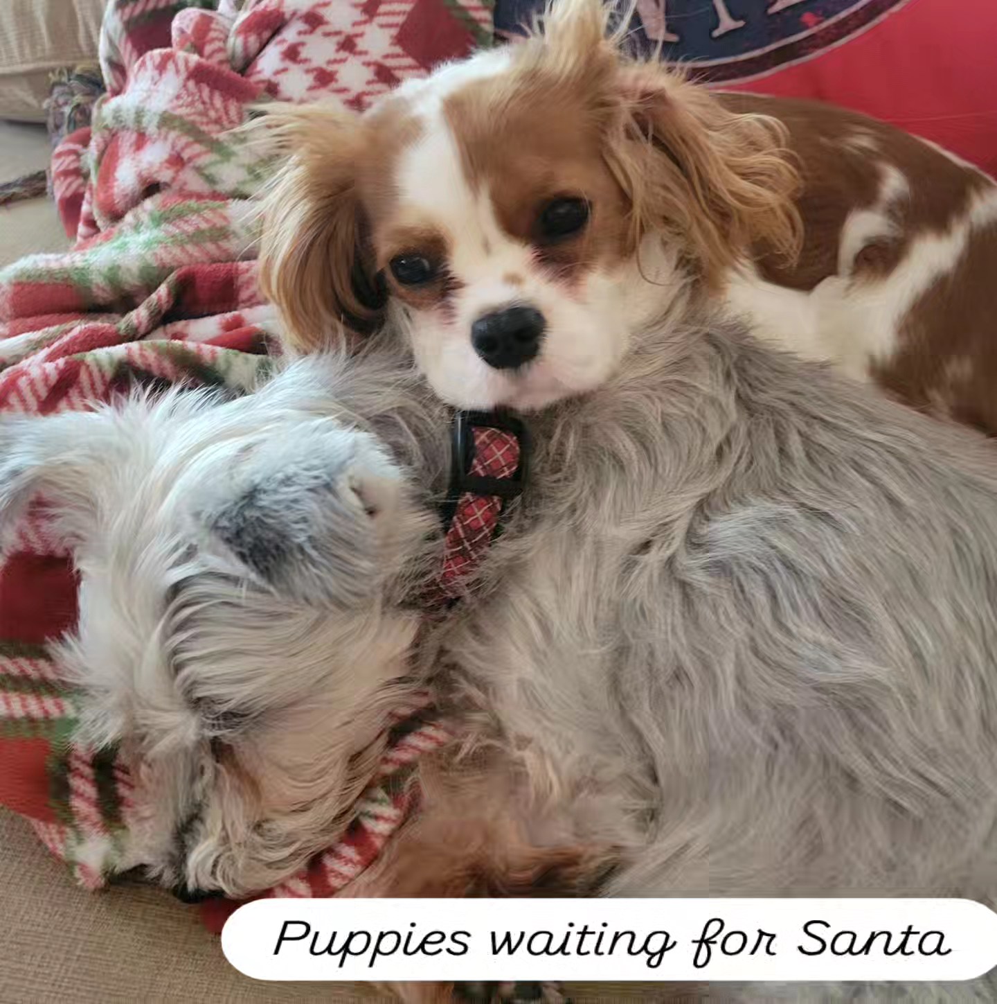 2024-12-24 puppies wating for Santa.jpg